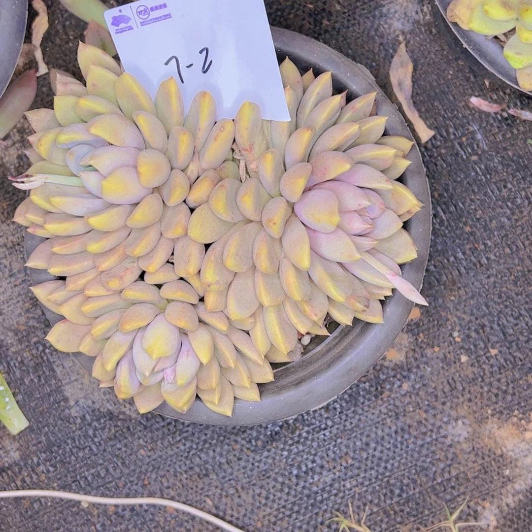 【闪购商品】小**y7-2