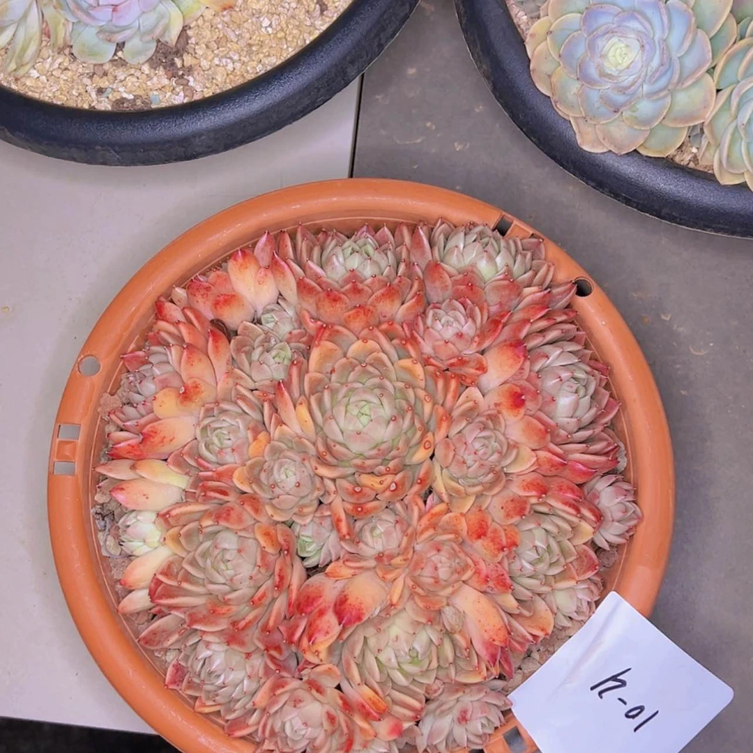 【闪购商品】开****天10-21