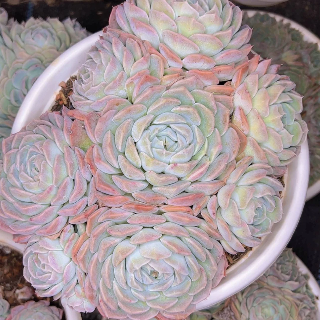 【闪购商品】筱*⡱21-46