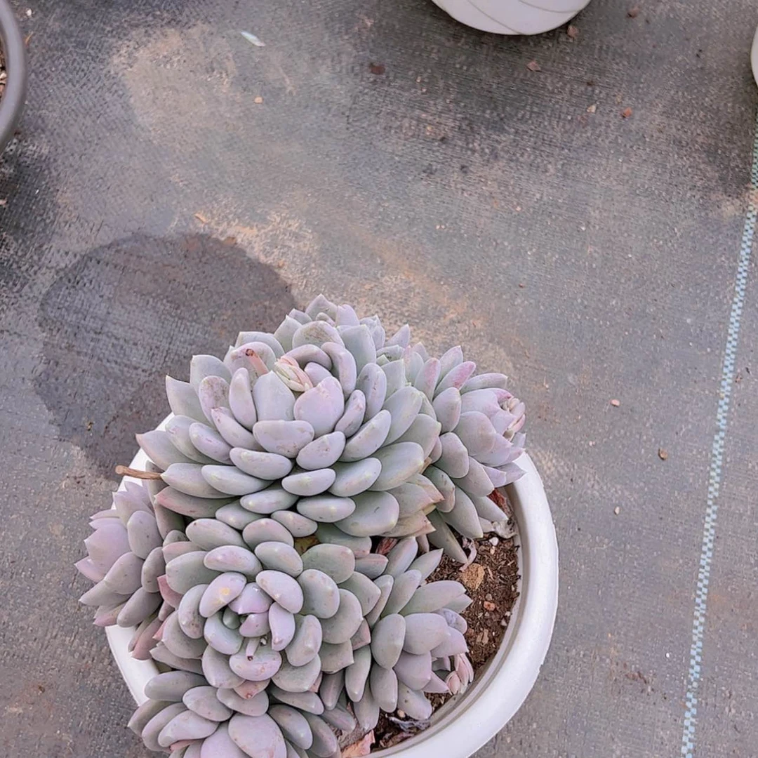 【闪购商品】?****e25-4