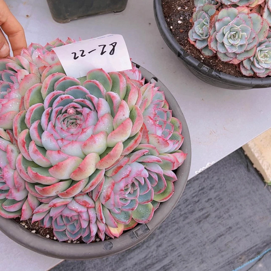 【闪购商品】泡**…22-28