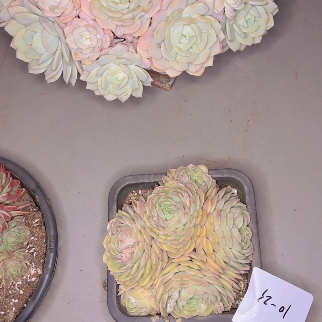 【闪购商品】喵*喵10-23