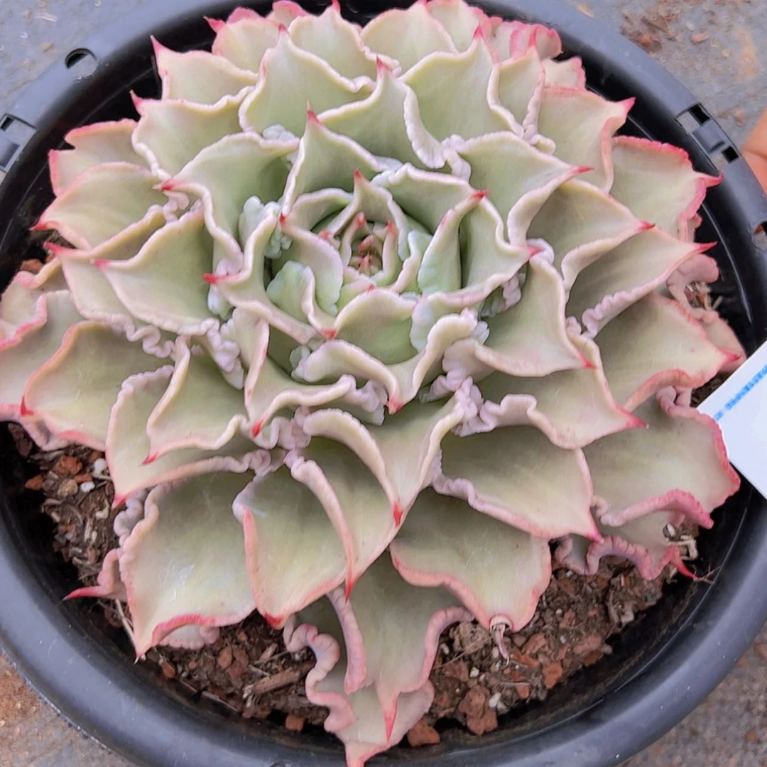 【闪购商品】?****e22-26