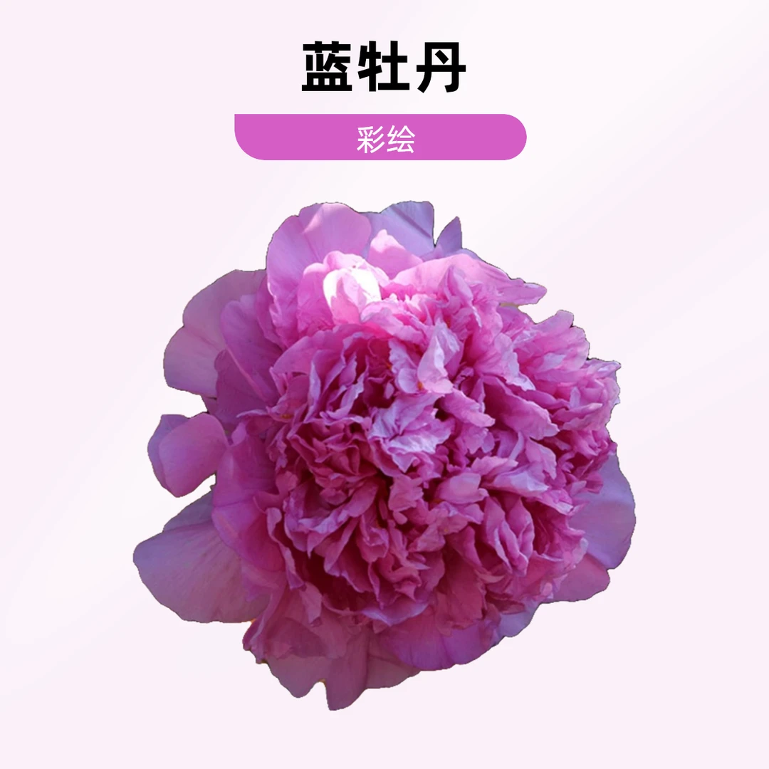 福祥牡丹【彩绘】蓝牡丹花苗，现货，当天发