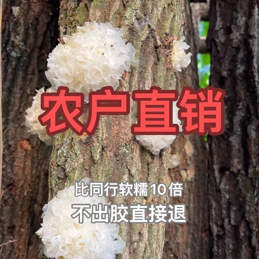 【老粉回购链接】银耳野外种植易出胶口感软糯香甜三农产品