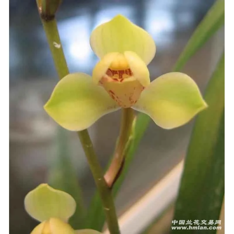建兰中华水仙2苗