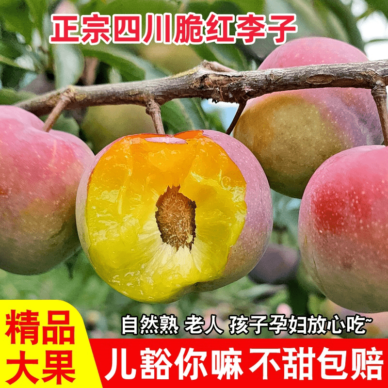 【首单立减】正宗四川脆红李包鲜包好吃果园现摘脆甜多汁孕妇水果