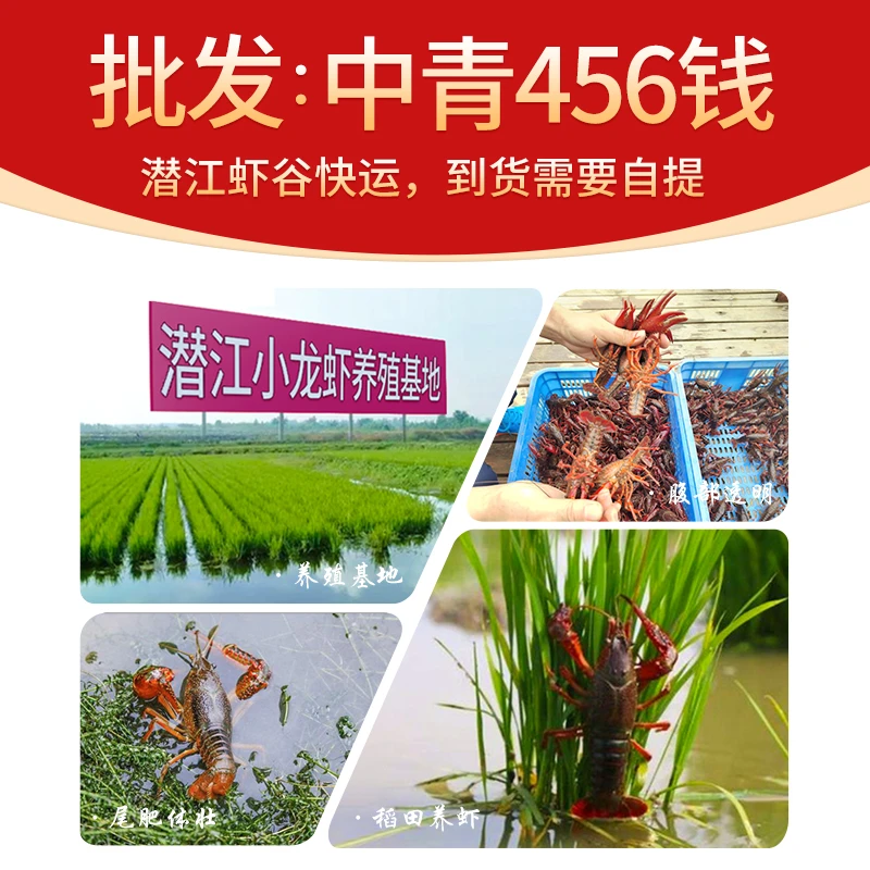 倍鲜岛1斤批发456钱潜江鲜活小龙虾青虾红虾随机发【1斤19-23个】