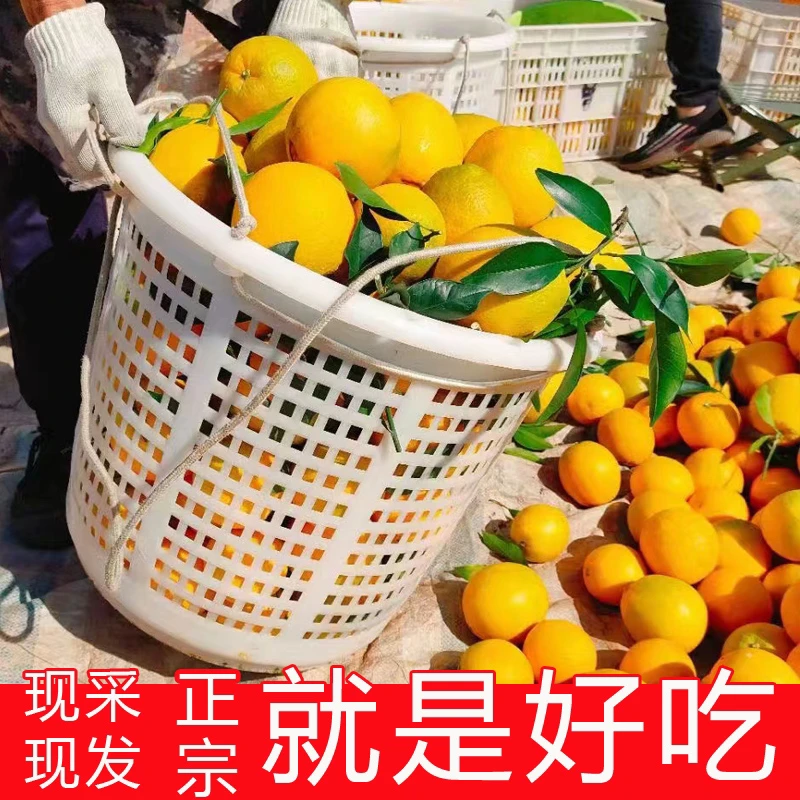 正宗赣南脐橙赣南早脐橙新鲜水果维C孕妇水果时令水果纽荷尔橙子