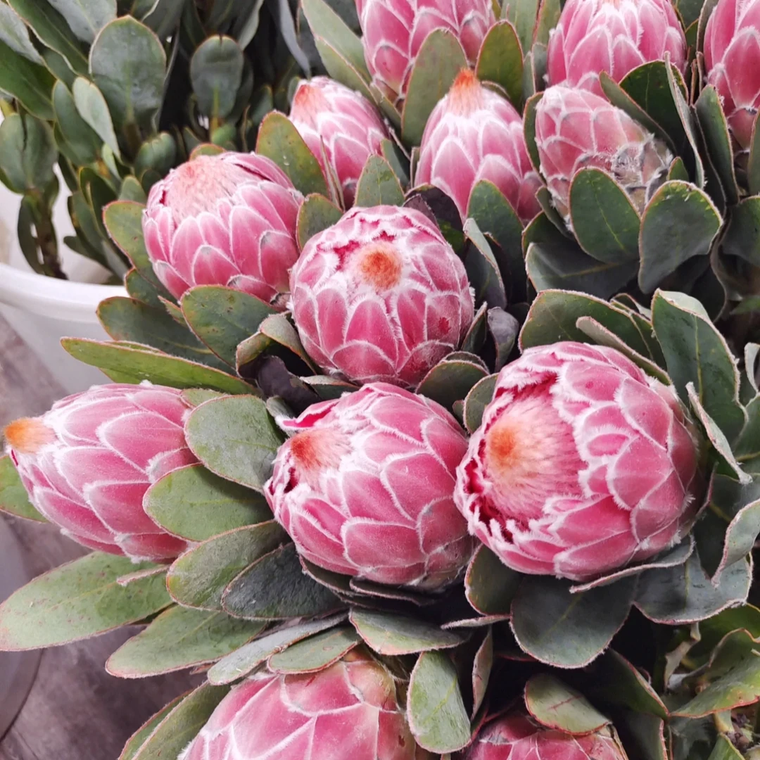 【七礼夫人】草莓冰淇淋公主花/小众轻奢可干花