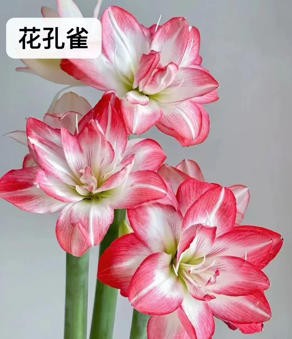 【七礼夫人】 进口蜡封朱顶红蜡球种球花卉