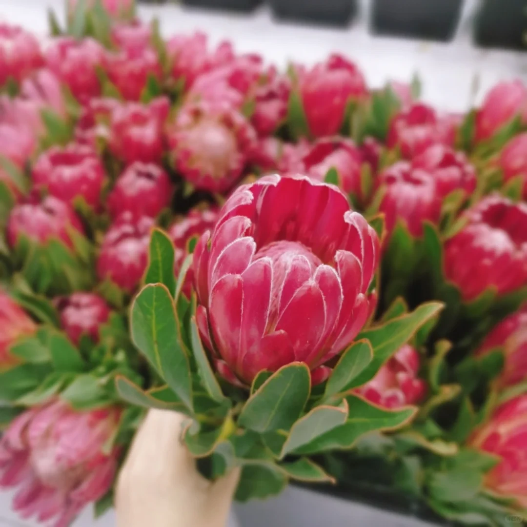 【七礼夫人】南非布兰达公主/进口花材/小众轻奢花材/可做干花