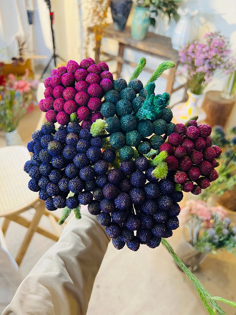 【七礼夫人】砖石珊瑚果 南非大珊瑚果 进口花材/小众轻奢/可做干花