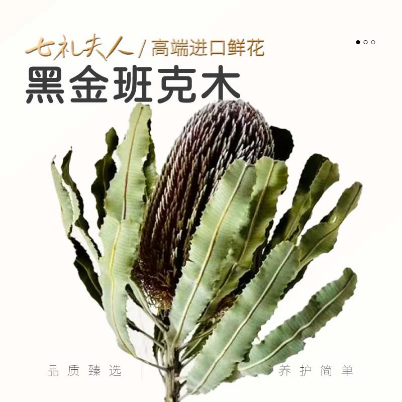 【七礼夫人】澳大利亚进口黑金班克木/稀有佛塔