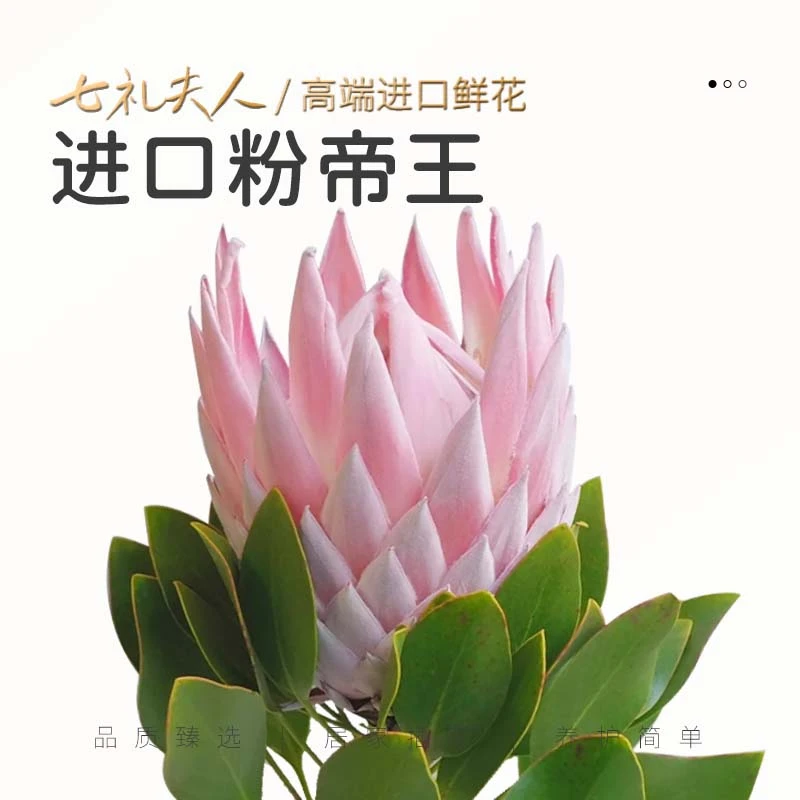 超粉帝王南非进口|高端花材|可做干花