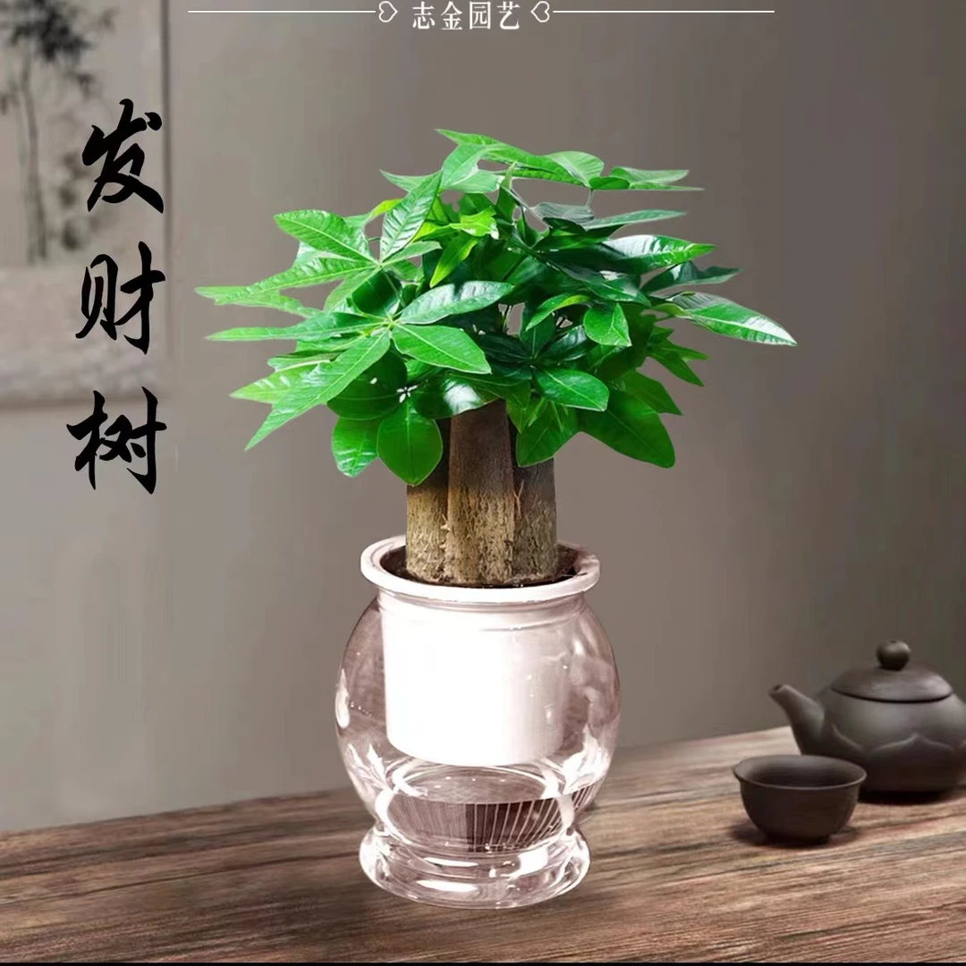 【初见直播专属】发财树盆栽室内观叶植物办公桌客厅小盆栽净化空气