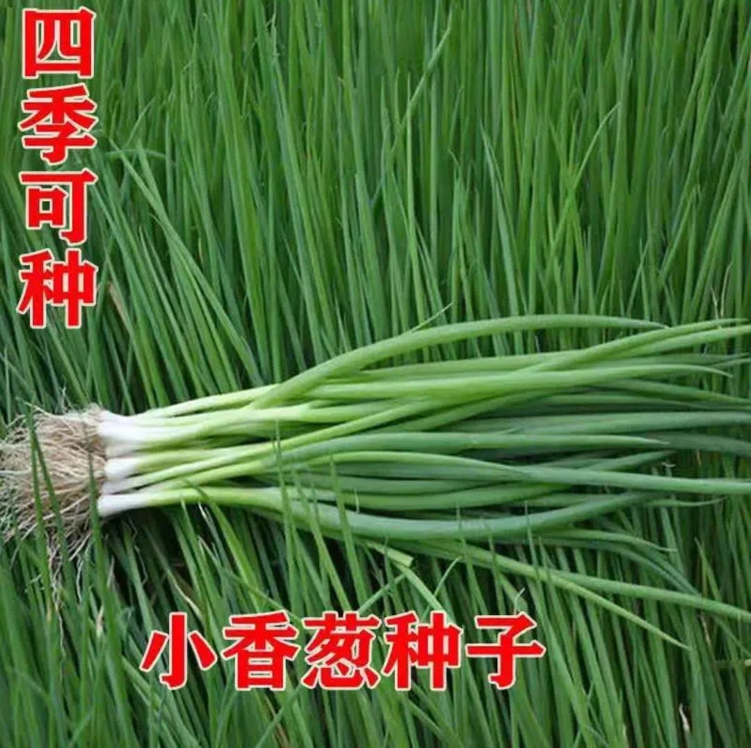 【新疆包邮】四季小香葱种籽种子阳台室内盆栽家庭菜种子