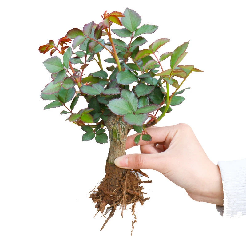 四季开花玫瑰老桩根盆栽大花