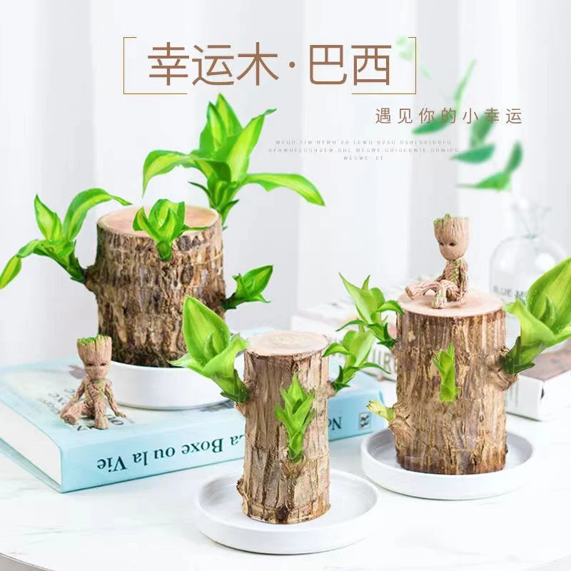 【新疆包邮】好养易活巴西木幸运木水养绿植水培植物盆栽