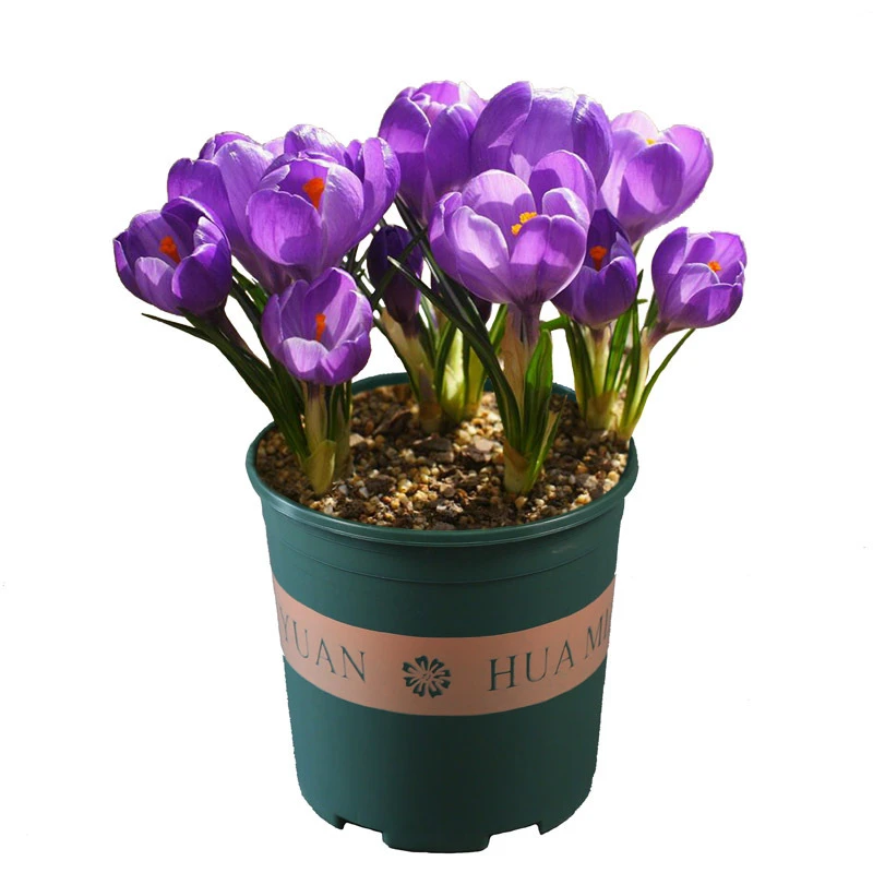 【新疆西藏包邮】拍1发5颗 藏 红花种球 多年生盆栽花卉