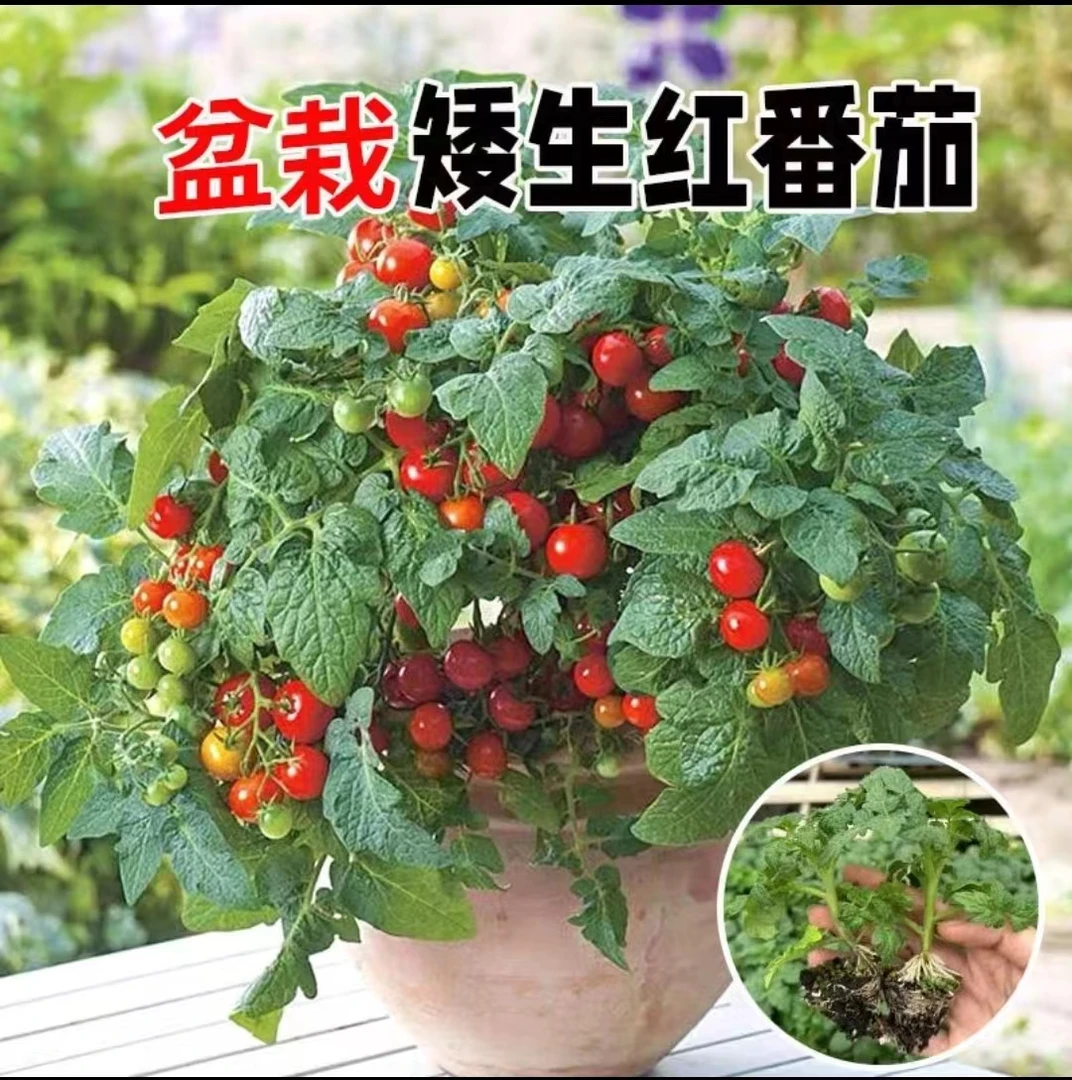 矮生番茄原盆原土带花带果晒太阳发货土壤种植室内外正常发货