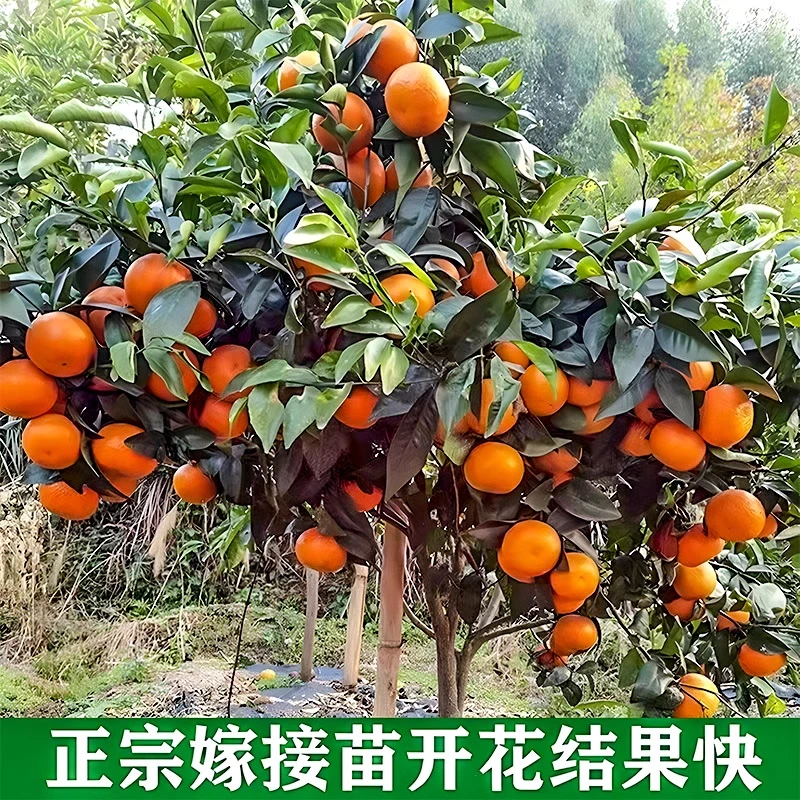 融安脆蜜结果金桔柑精品嫁接盆栽金桔子树苗优质四季小金柑橘食用