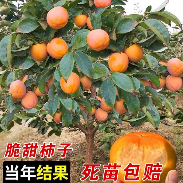 特大柿子树庭院果树南方北方别墅栽种脆甜柿子树苗带土球当年结果