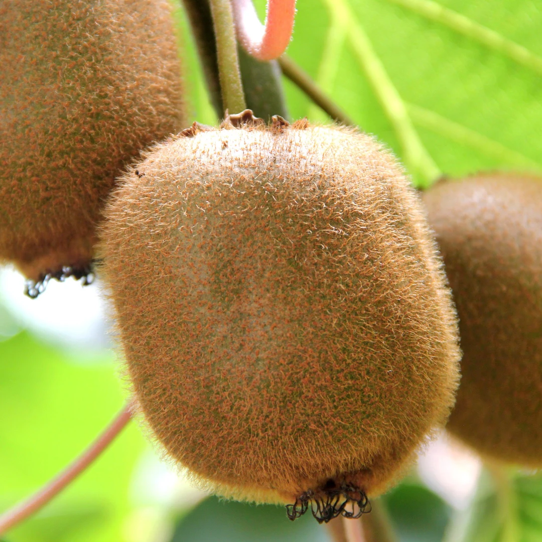 12枚2025年【周至猕猴桃】头茬陕西绿心猕猴桃新鲜采摘果园直发