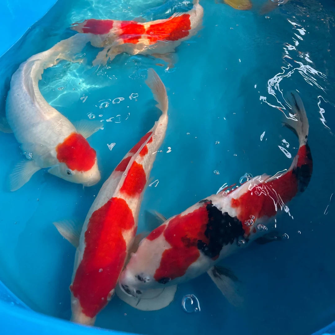 精品活鱼锦鲤鱼活体观赏鱼渔场直销