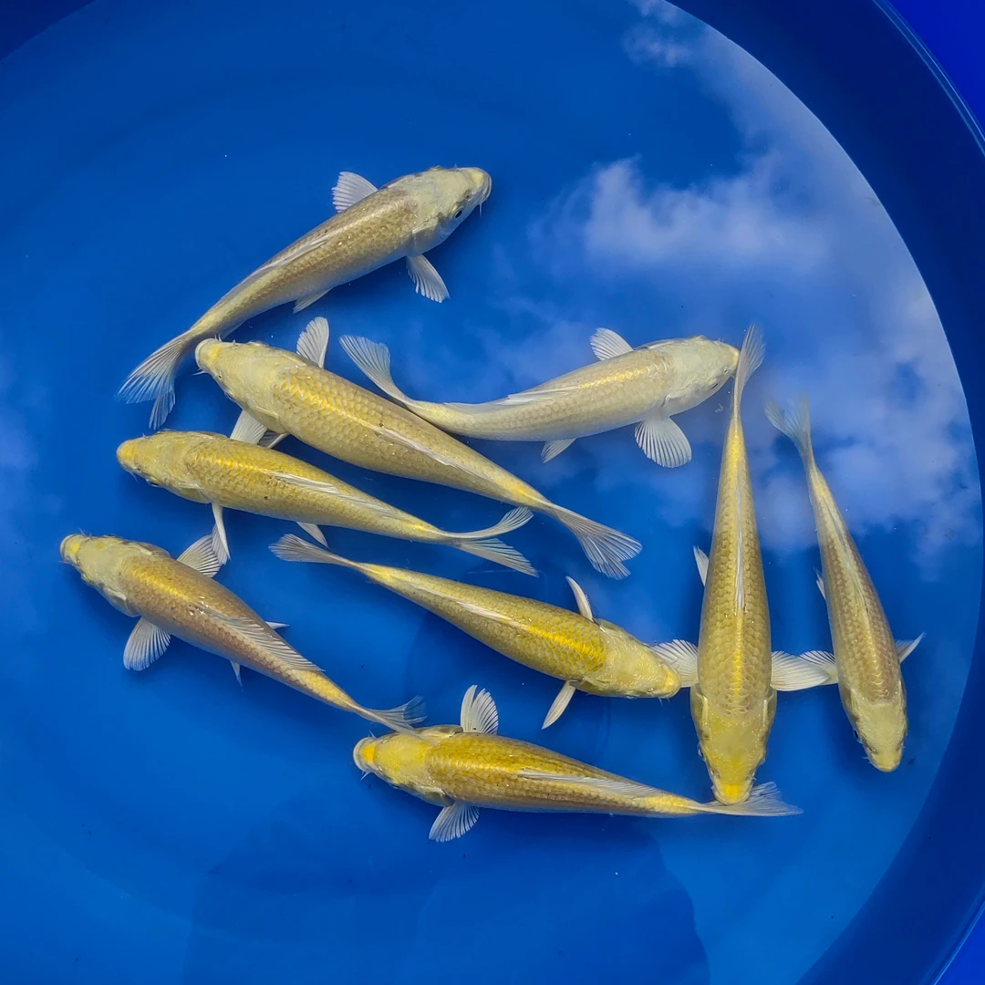 渔场直销精品活鱼锦鲤鱼活体观赏鱼黄金锦鲤活鱼