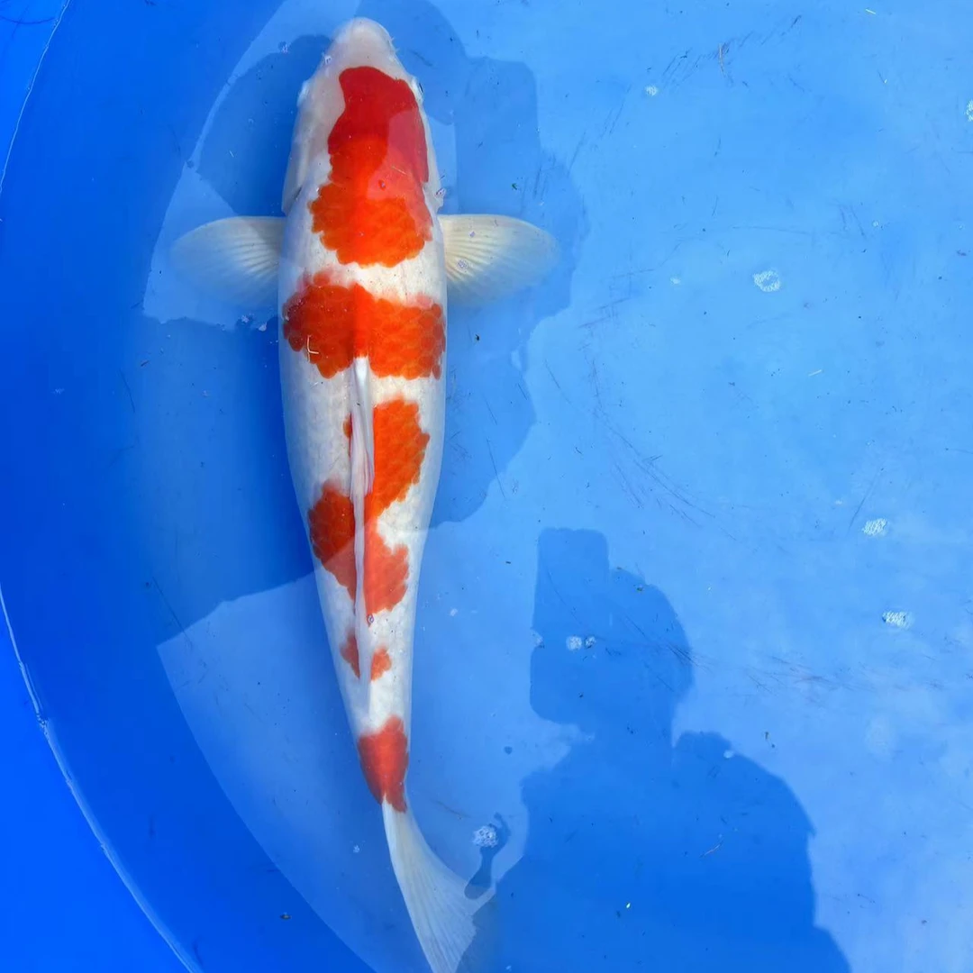 精品锦鲤纯种红白鱼场直销