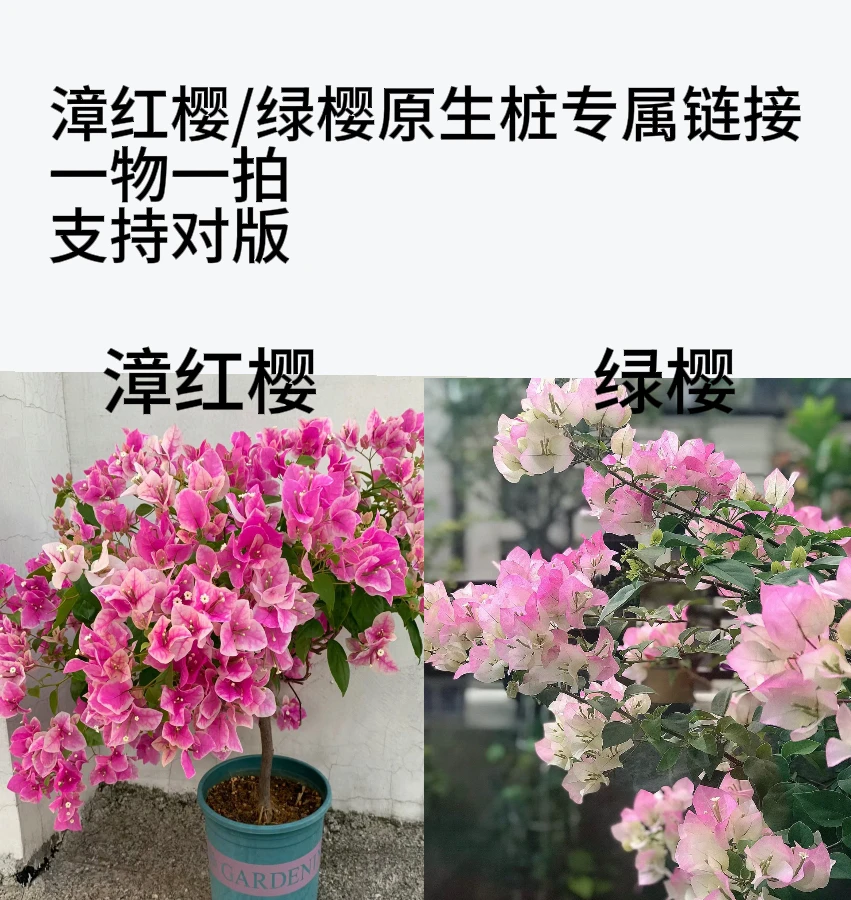 【漳红樱/绿樱/卡亚塔/不甜西瓜原生桩】一物一拍鲜活植物