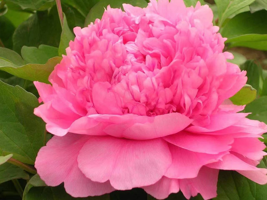 【大胡红】盆栽牡丹-原盆原土发货-庭院阳台花卉