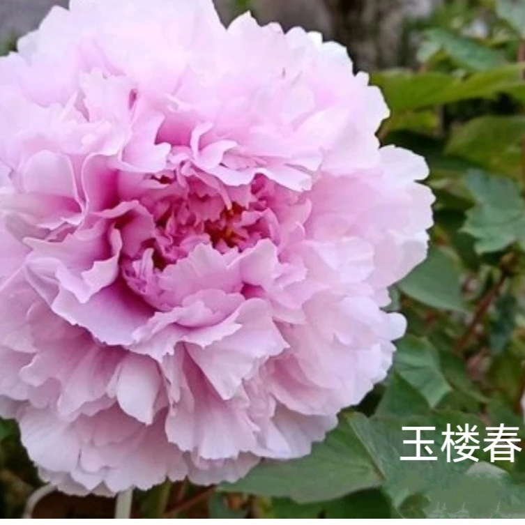【洛阳牡丹】 一物一拍 庭院阳台花卉