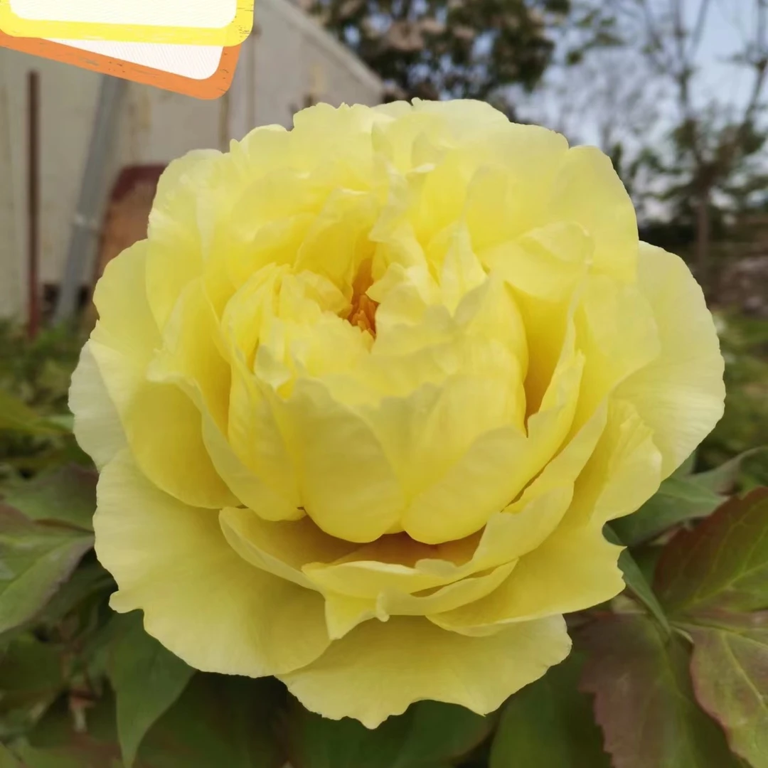 【黄冠】盆栽牡丹 原盆原土发货-庭院阳台花卉