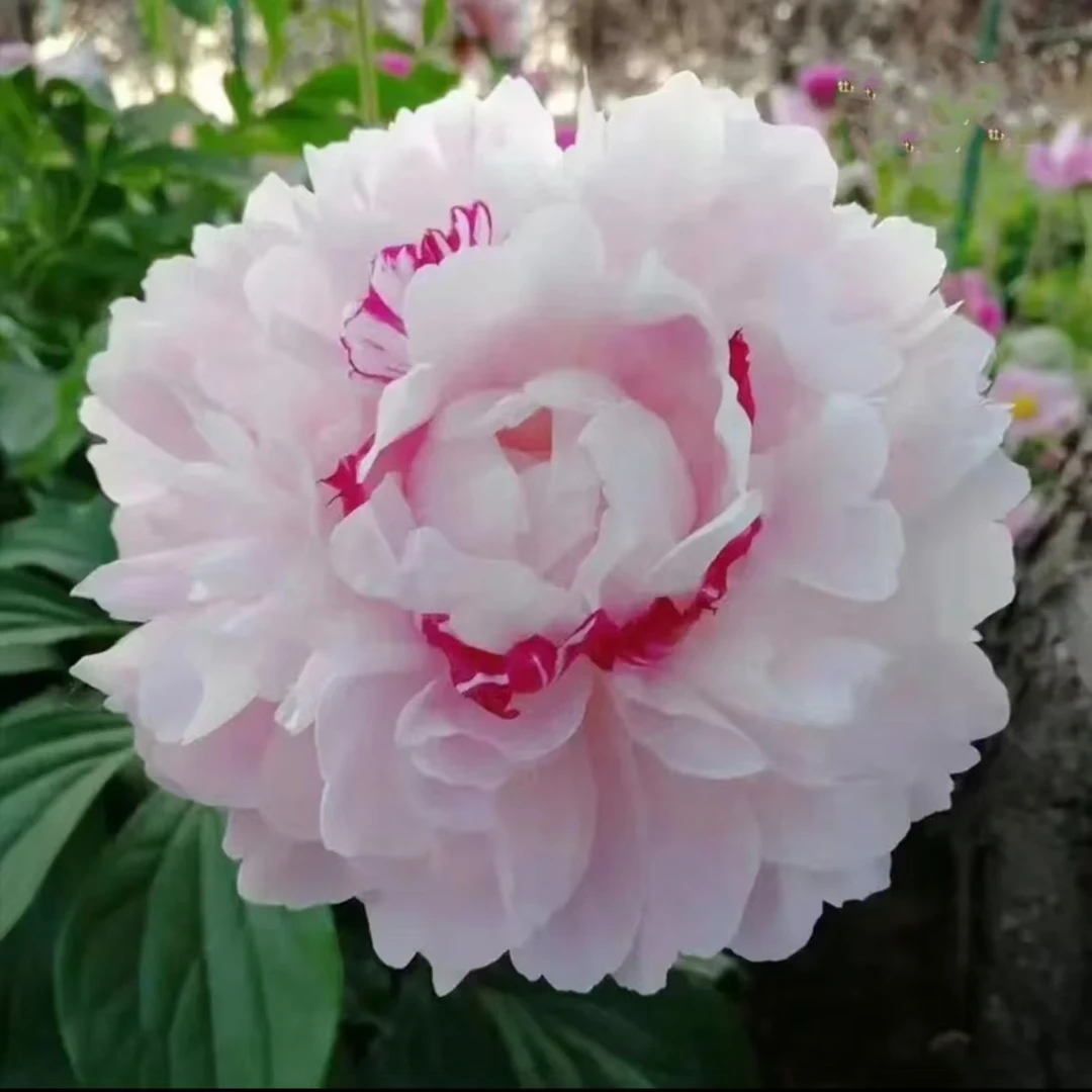 【粉池金鱼】五年原棵大苗