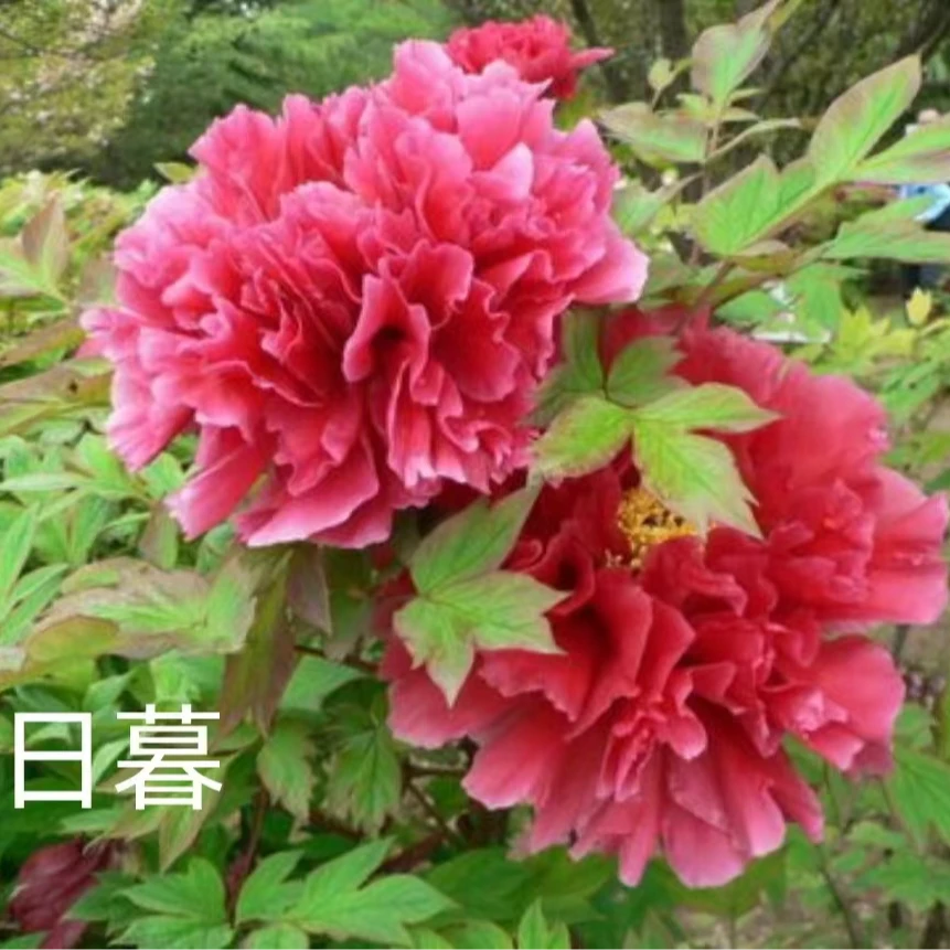 【日暮】盆养牡丹-庭院阳台花卉