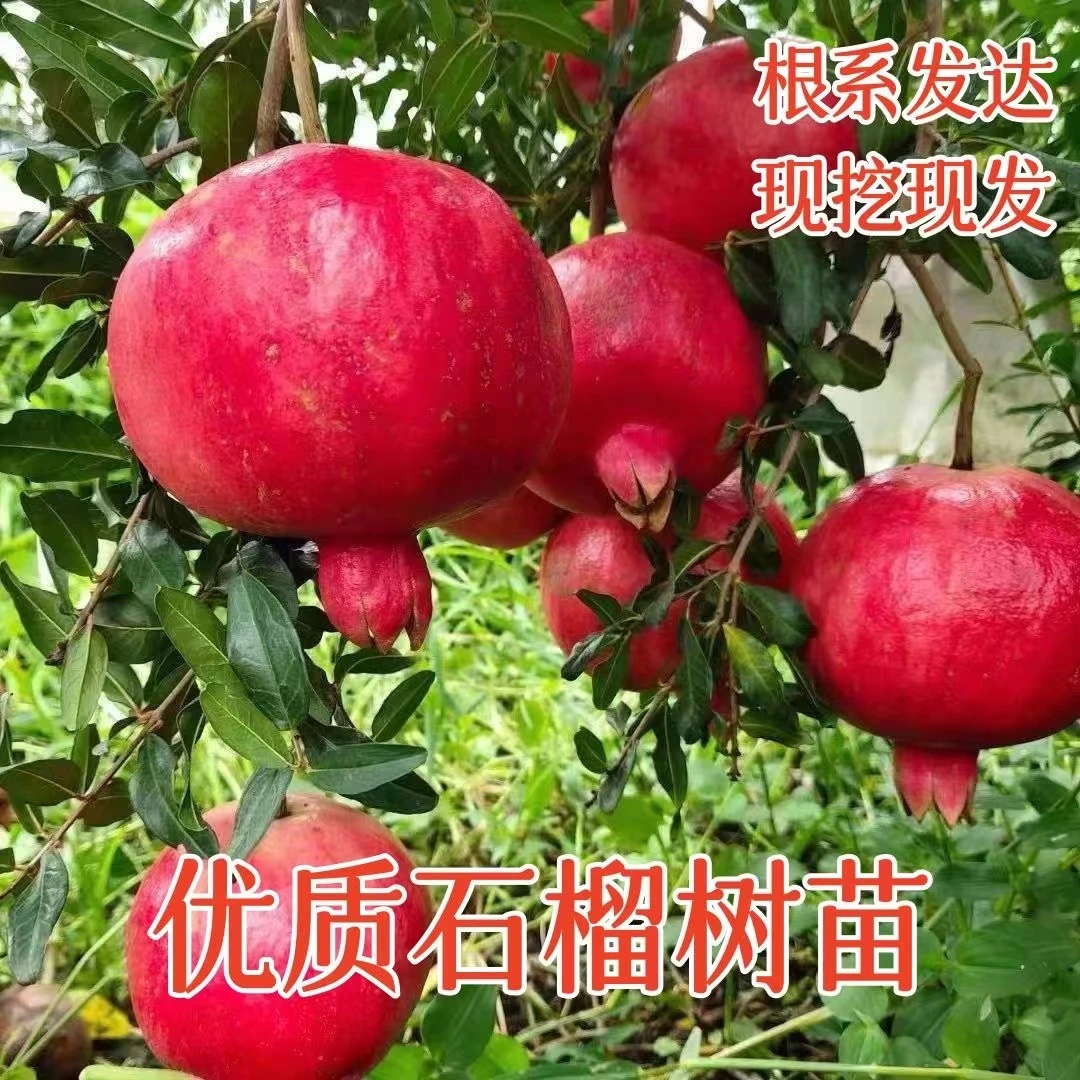 【2棵优质石榴树苗29.9元 】 突尼斯软籽石榴黑籽软籽南北方种植