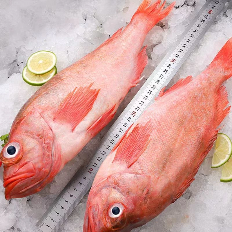 红鱼红大眼红石斑鱼大连发货净重4斤