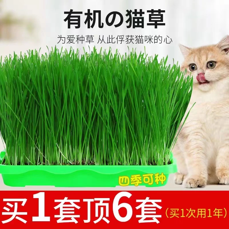 猫草已种好懒人种植套装猫咪零食猫薄荷猫草水培化毛吐毛球土培盒