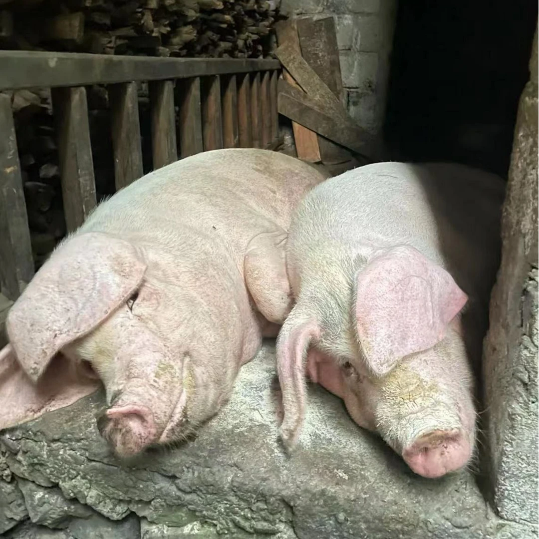 【现场称重】【顺丰空运】重庆强娃土猪肉一单一称熟食喂养