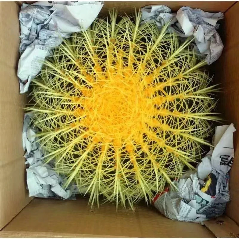 金虎仙人球大球四季好养耐寒耐热庭院室外四季长青美虎红虎好看耐