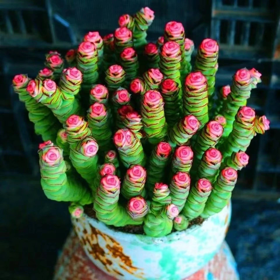 钱串锦彩色群生多肉元宝摇钱树三财办公室绿植家养花卉绿植花卉