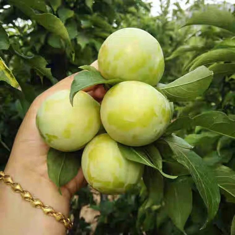 中大果 (3斤/1500g)密云 石峨 御皇 酸甜 青脆李子 现摘 现发