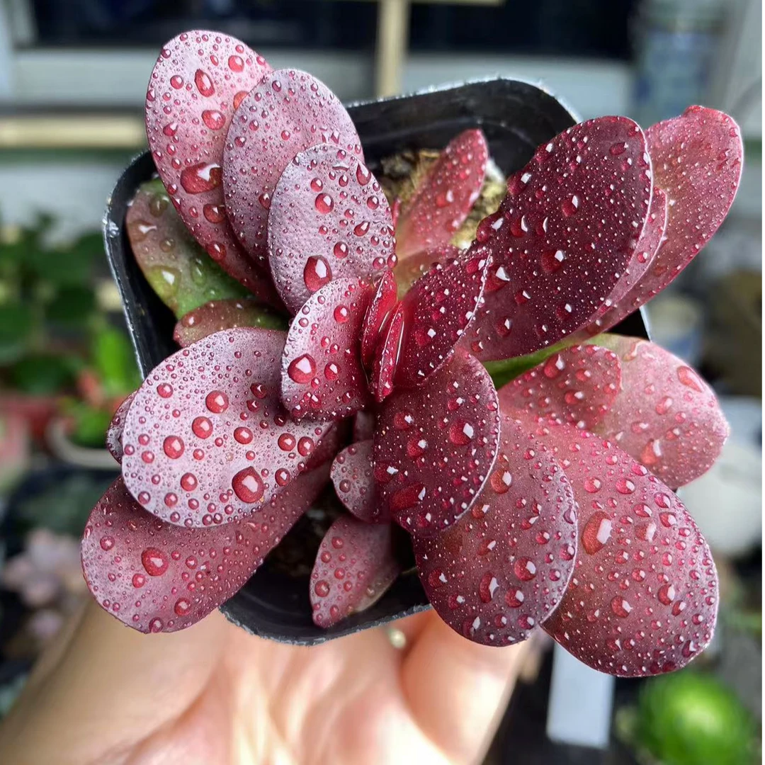 （满9.9包邮）紫蝶薄叶克拉夫多肉  6厘米方盆带盆栽好