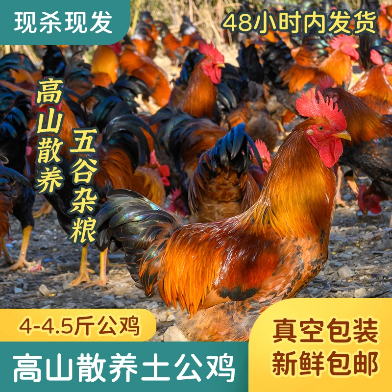 竹林散养200天小公鸡走地鸡 真空包装现杀现发顺丰包邮