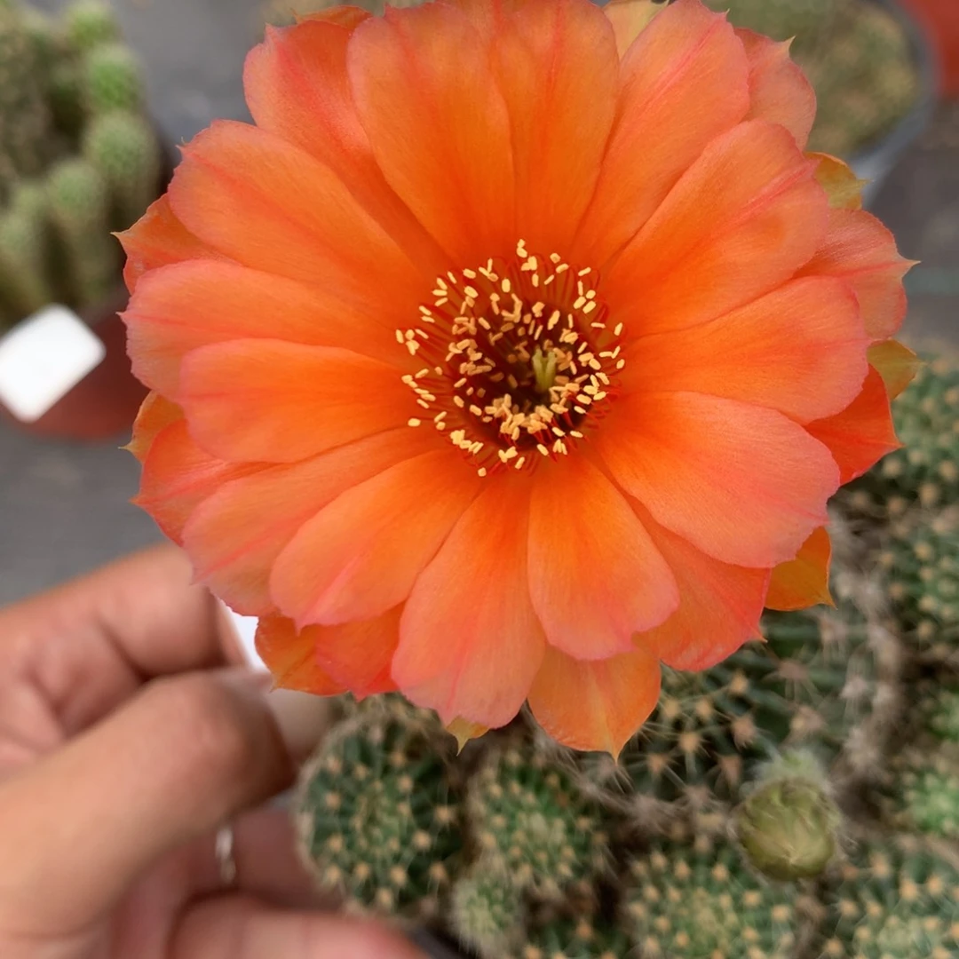 4落地自根丽花10厘米盆带盆土发货