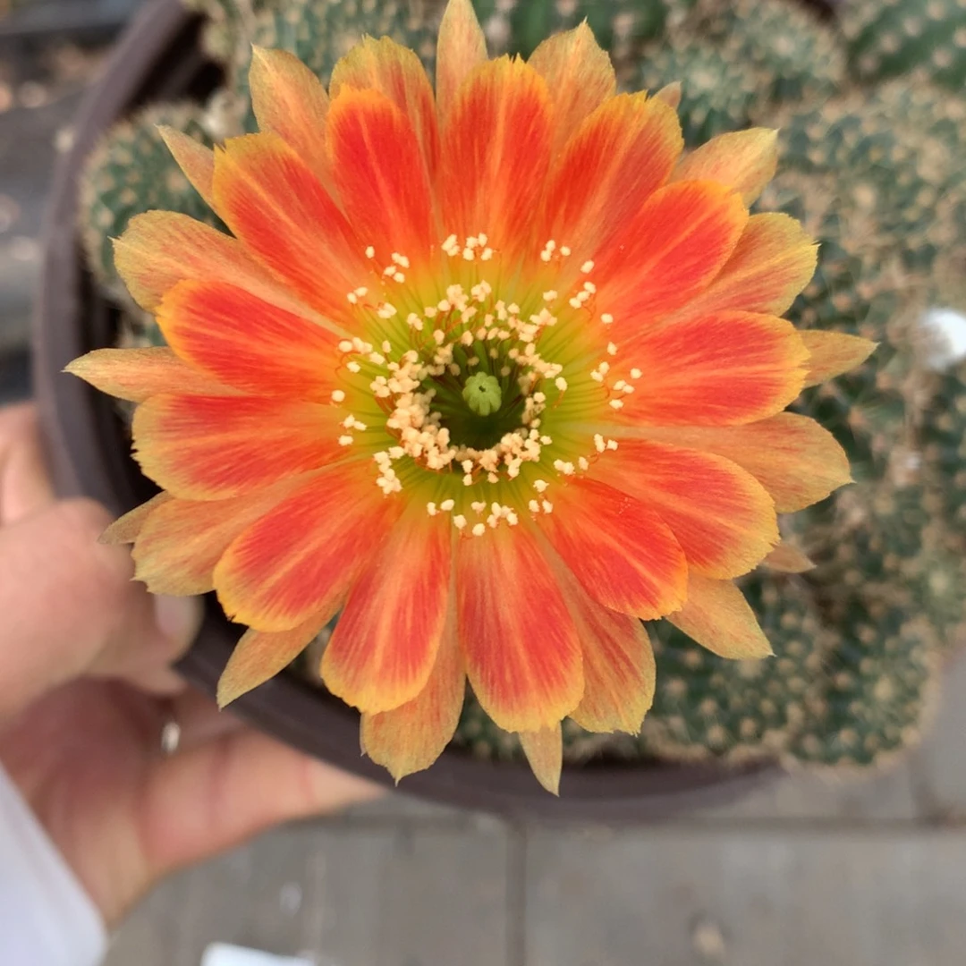 813落地自根丽花18厘米盆