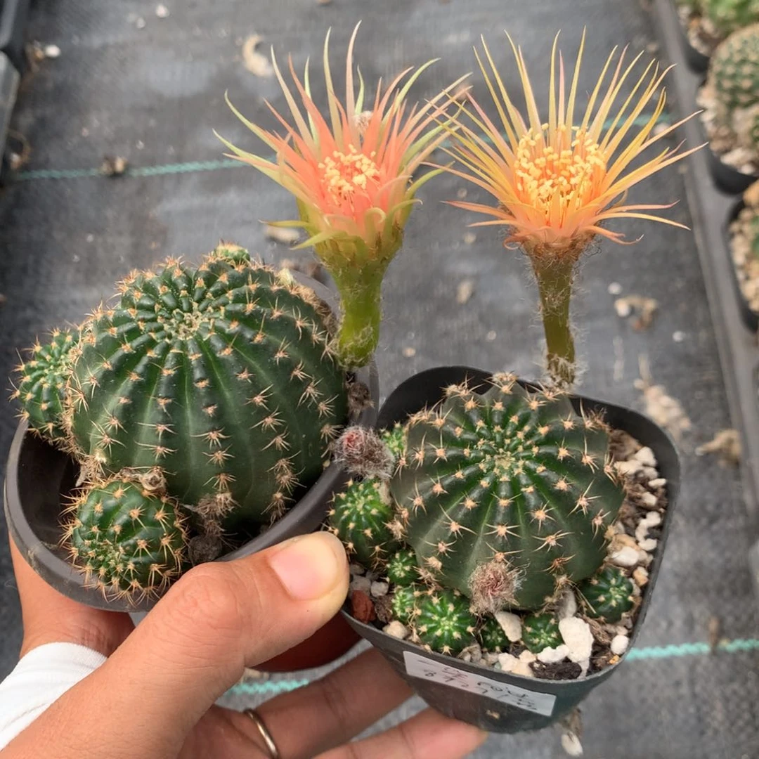一笑而过专拍带盆土发货