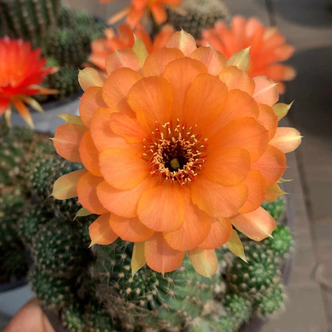 05落地自根丽花15厘米盆